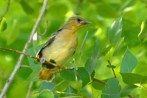 How to Identify Baby Orioles and Juvenile Orioles - Birds and Blooms