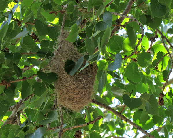 hanging bird nest in tree