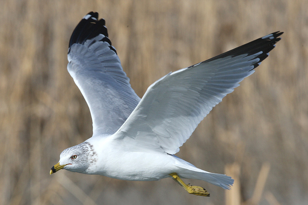 Utah Gull