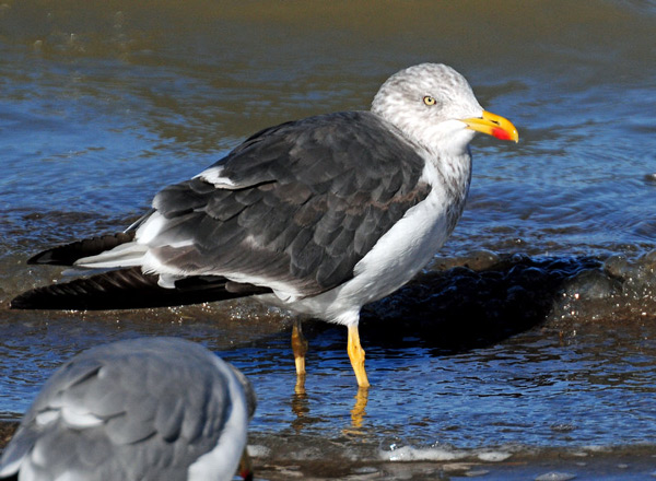 the yellow gull