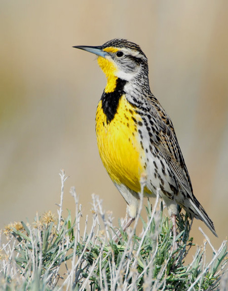 Western Meadowlark