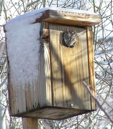 Ned's Nesting Boxes