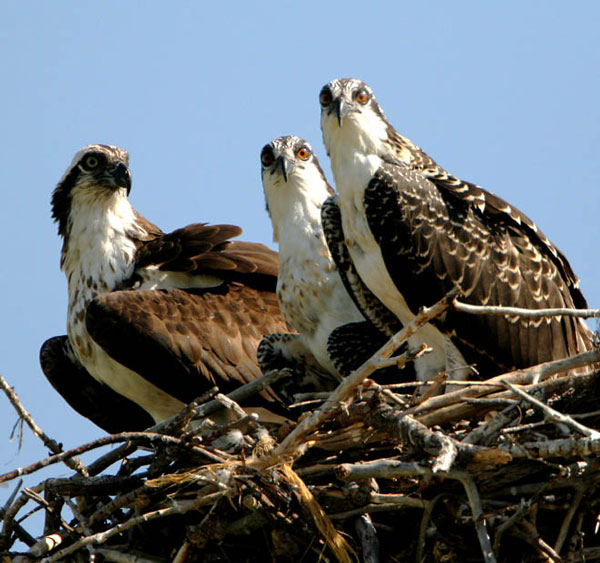 osprey bird nest