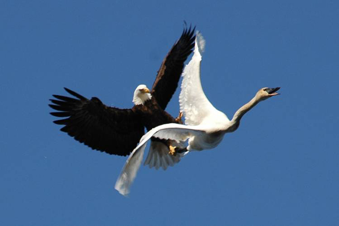Eagle&SwanPic3.jpg