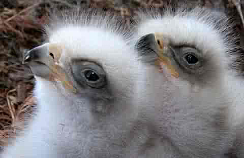 baby golden eagle pictures. Utah Birds Baby Bird Picture